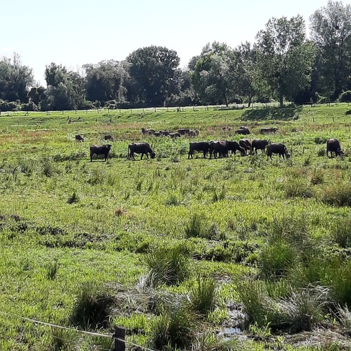 Naravni rezervat Ormoške lagune.